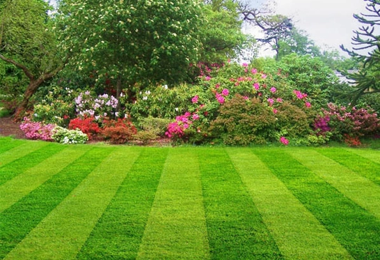 Lawn Maintenance Yard and Landscape