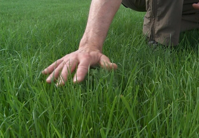 results of core aeration plugs on the lawn, cores in the soil, green healthy grass