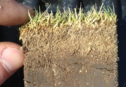 dethatching helps remove the thatch layer preventing root development and nutrients