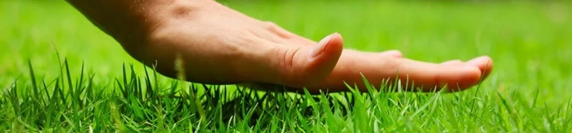 grass and hand hovering above indicating lawn care