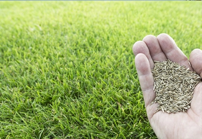 lawn overseeding, dispersing seed over lawn for future growth