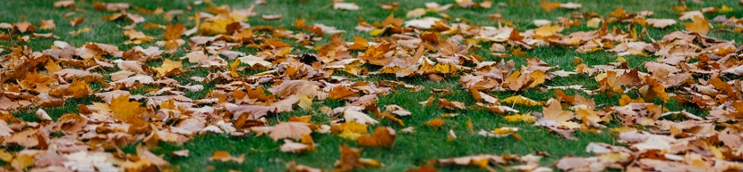 grass and hand hovering above indicating lawn care